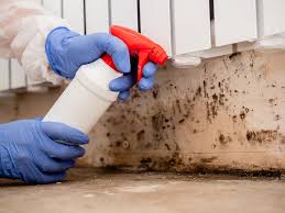 Biohazard Mold Removal in St Hedwig, TX